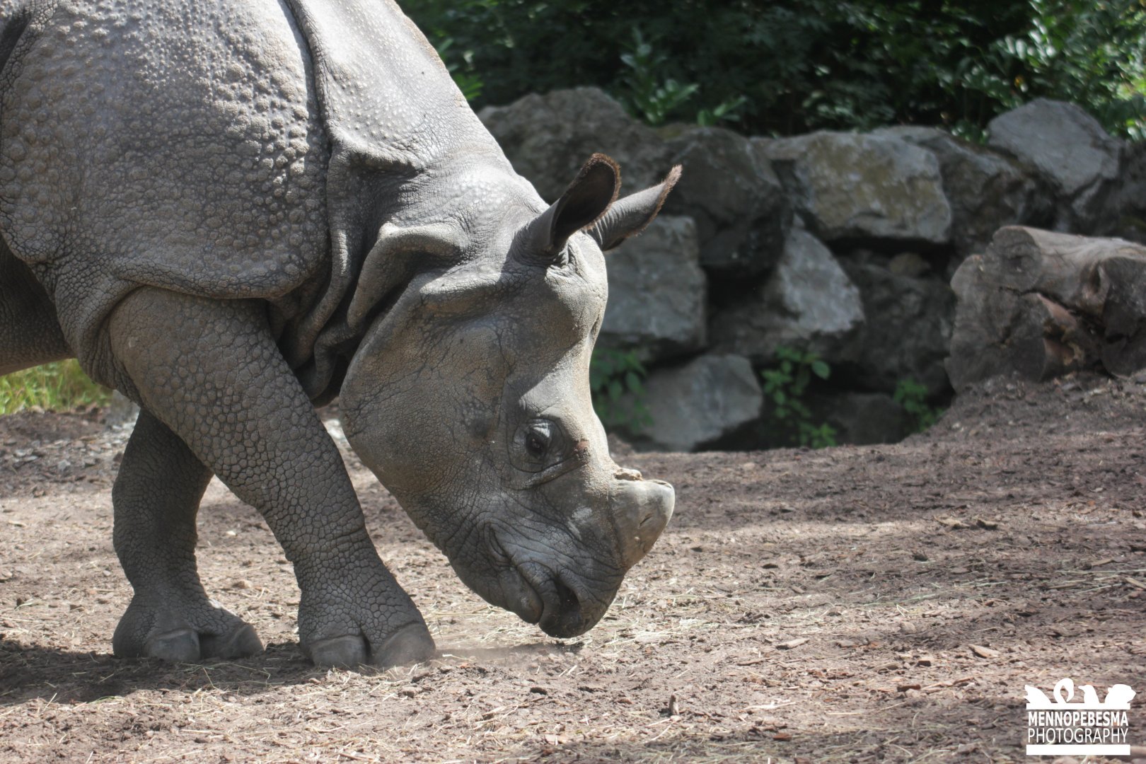 Greater One-horned rhinoceros (Rhinoceros unicornis)