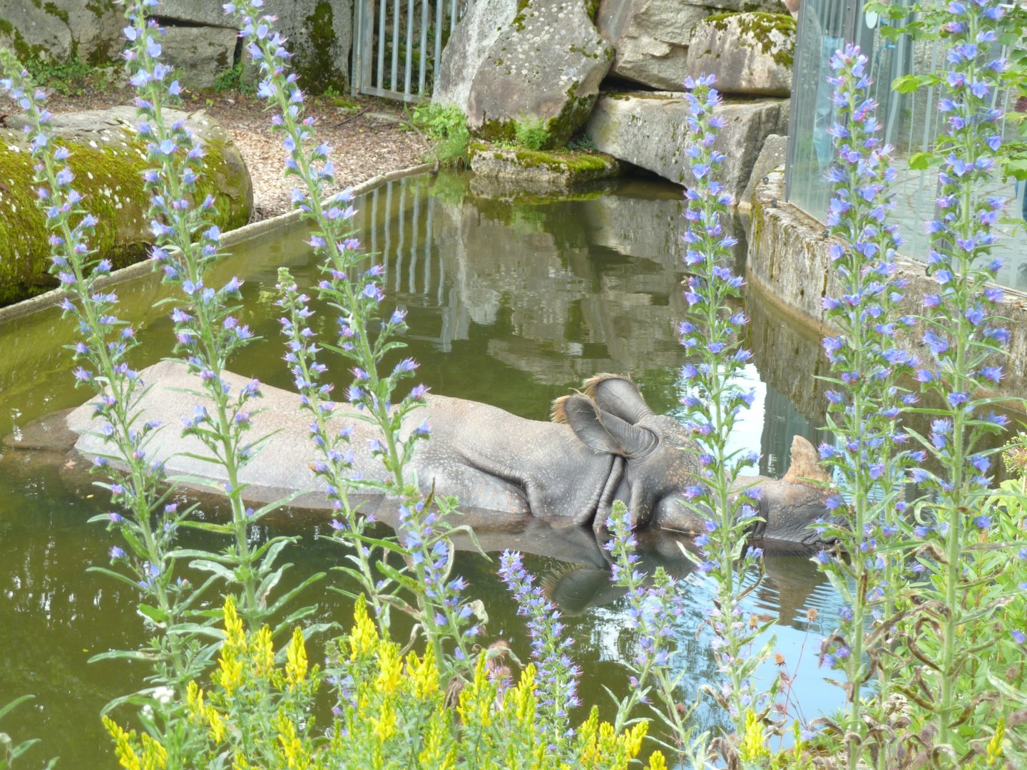 Greater one-horned rhinoceros - Rhinoceros unicornis