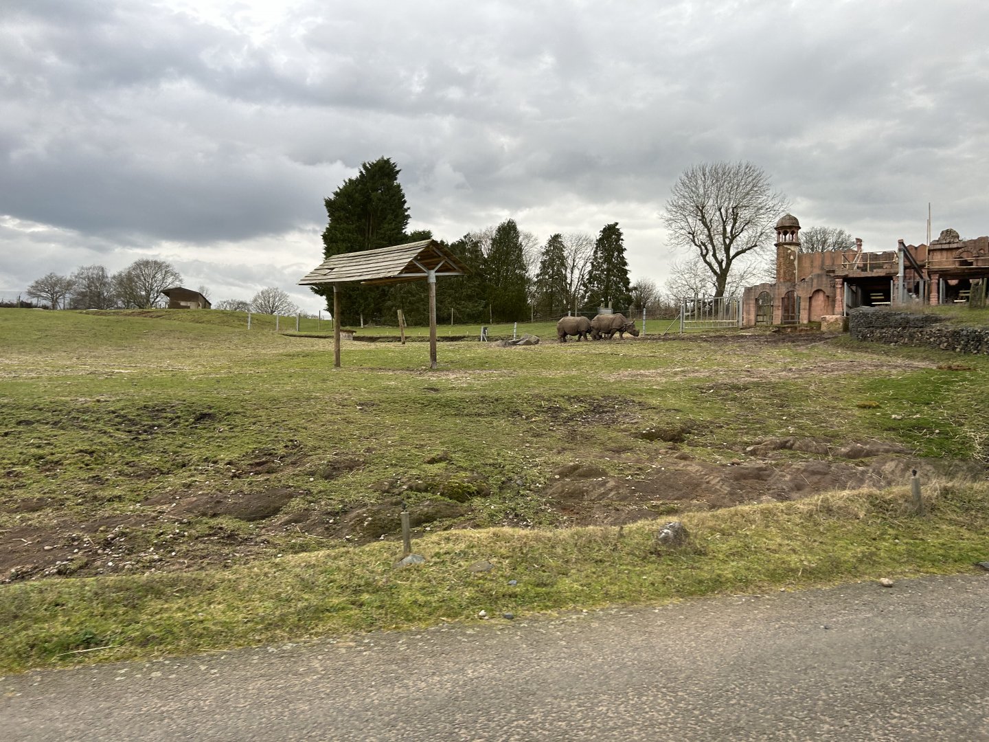 Greater One-Horned Rhinoceros, (Rhinoceros unicornis)