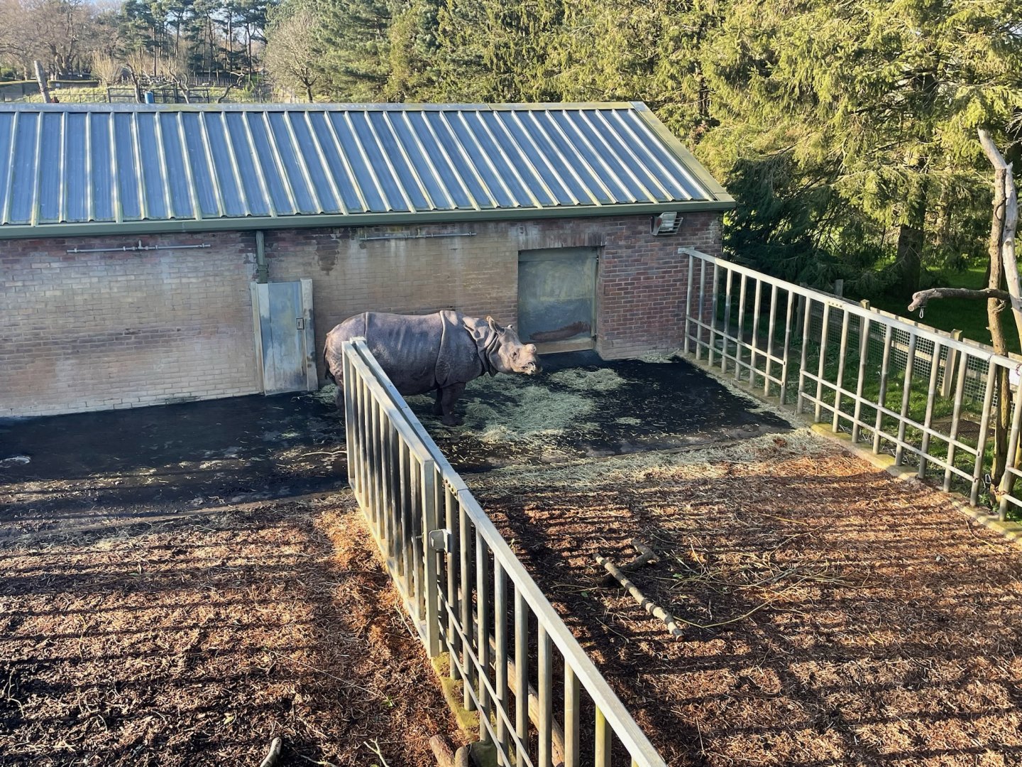 Greater One-horned Rhinoceros, (Rhinoceros unicornis)