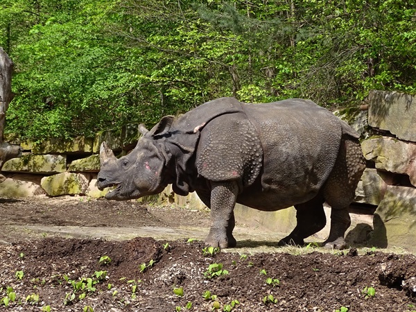 Greater one-horned rhinoceros (Rhinoceros unicornis)