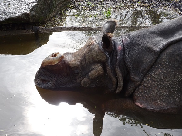 Greater one-horned rhinoceros (Rhinoceros unicornis)