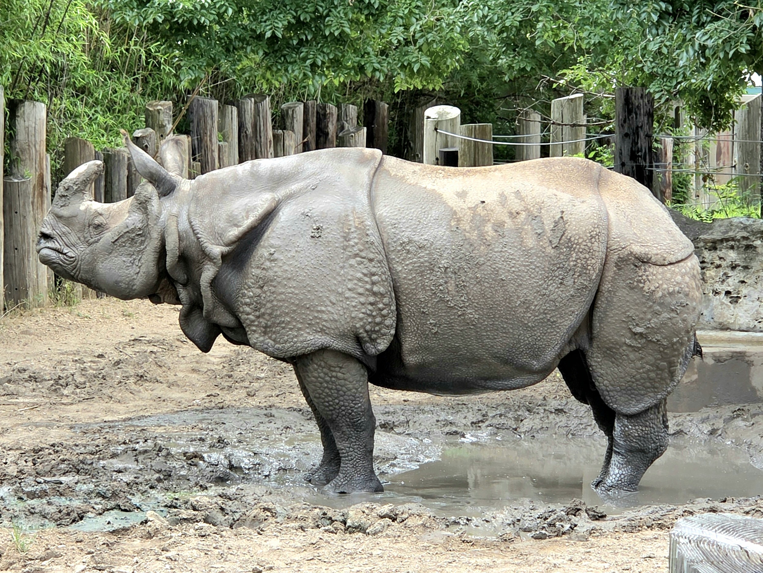 Greater One-Horned Rhinoceros-Tanganyika Wildlife Park