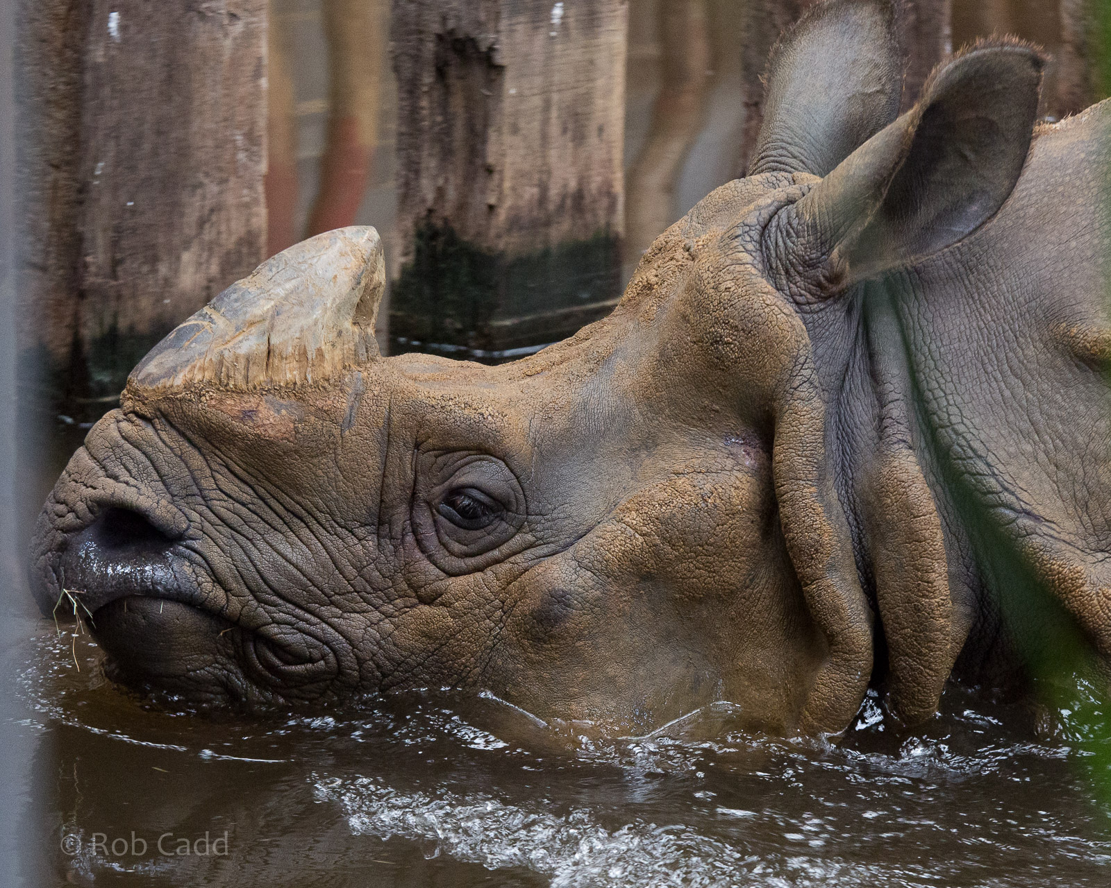 Greater one-horned rhinoceros : Whipsnade : 16 Aug 2014 (+video)