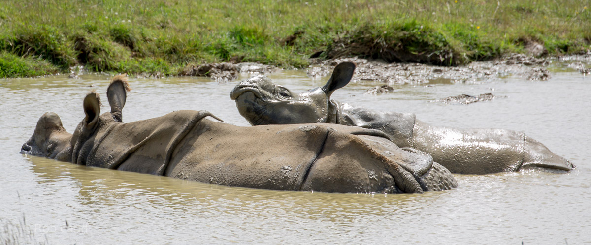 Greater one-horned rhinoceros : Whipsnade : 17 Jul 2016