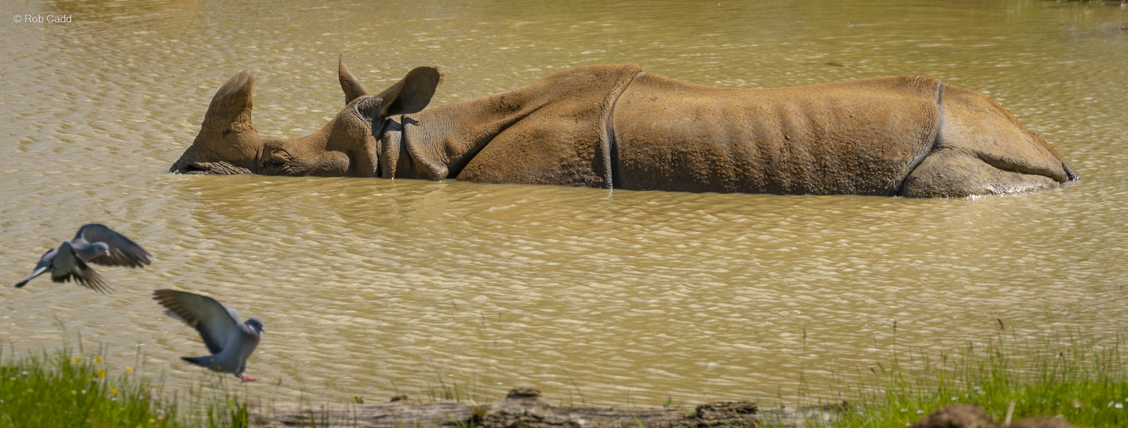 Greater one-horned rhinoceros : Whipsnade : 27 May 2024