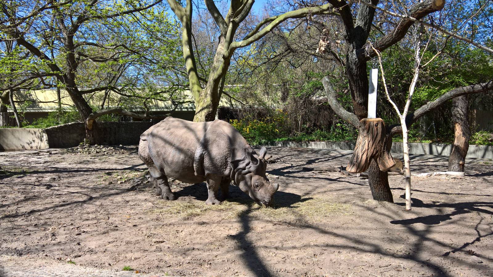 Greater One-horned rhinoceros