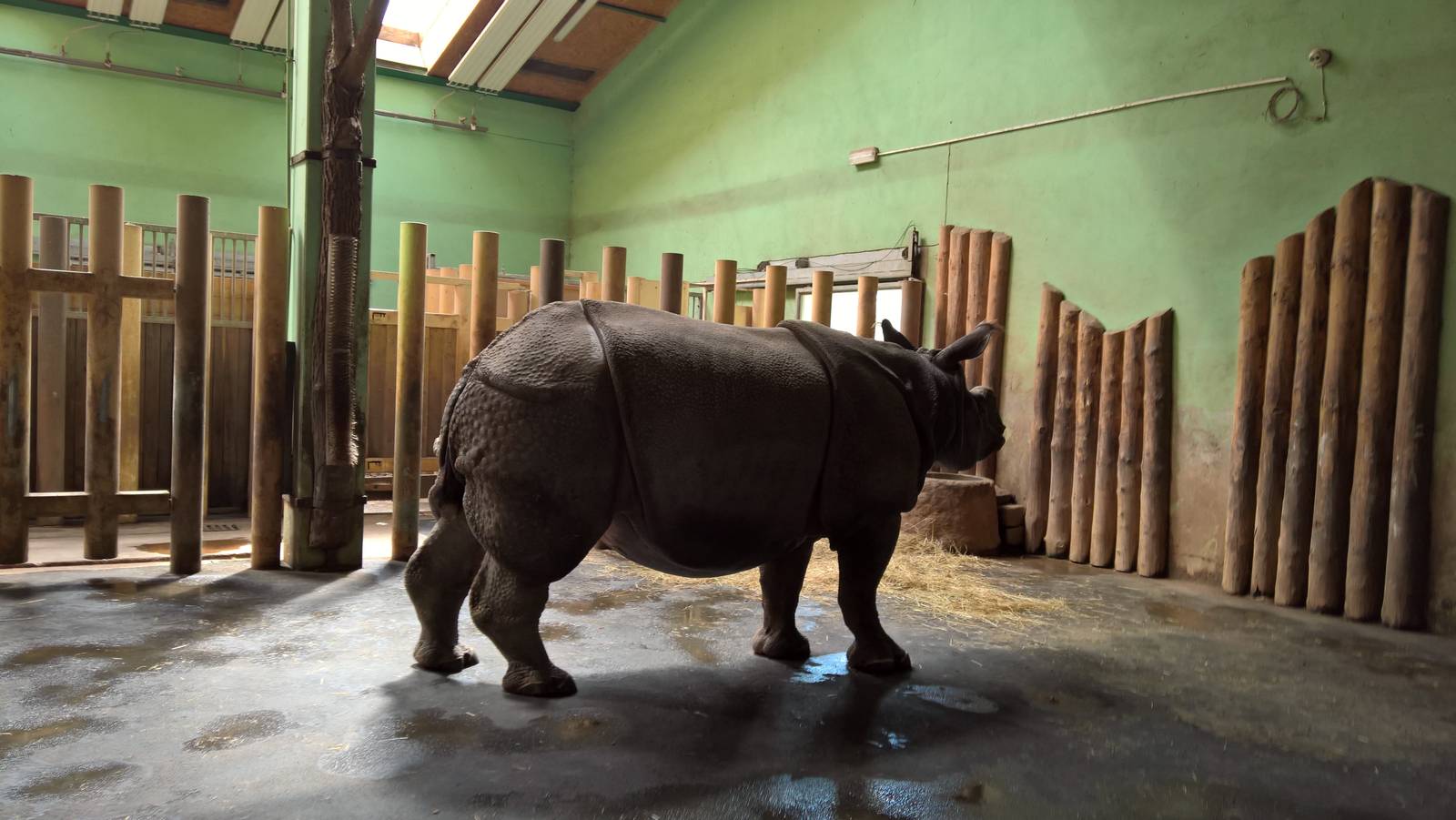 Greater One-horned rhinoceros