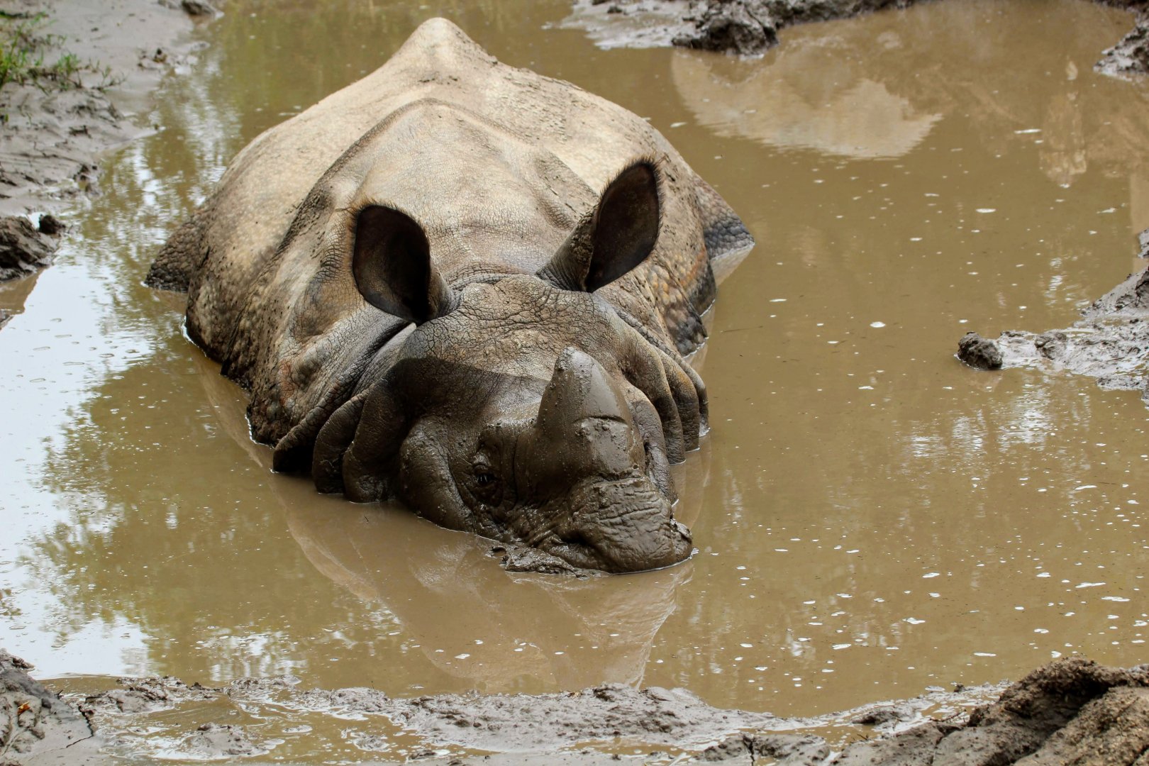 Greater One-horned Rhinoceros