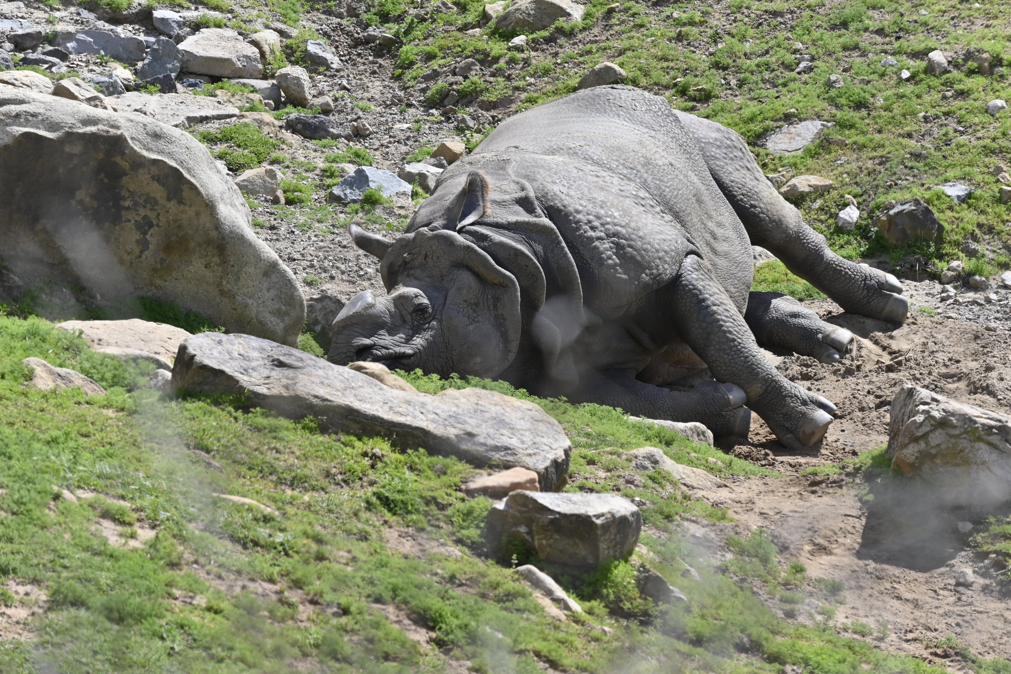 Greater One Horned Rhinoceros