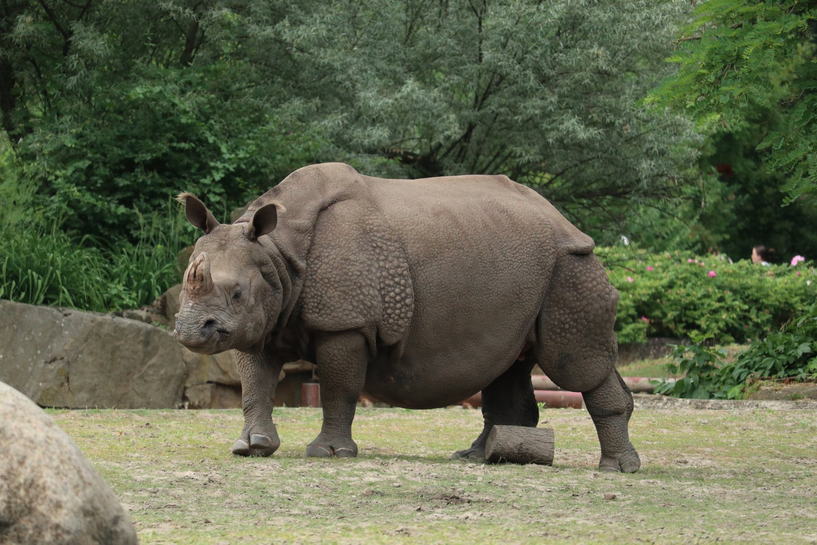 Greater One-horned Rhinoceros