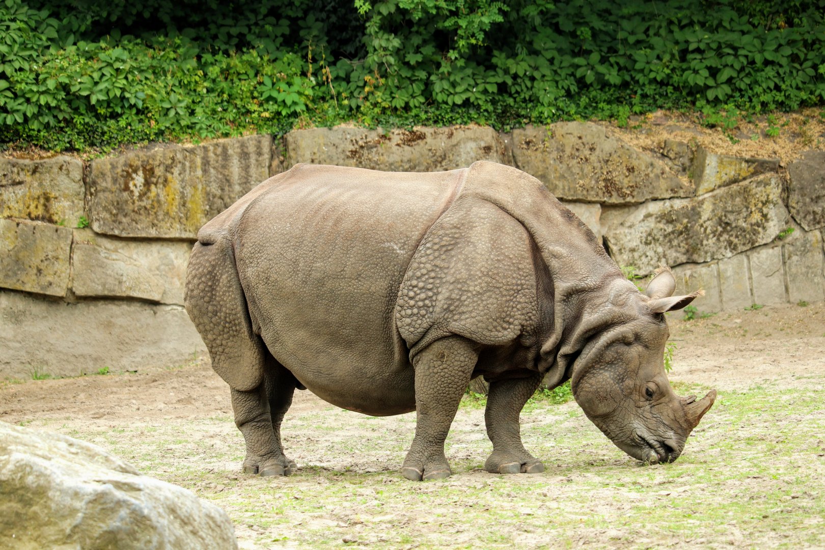 Greater One-horned Rhinoceros
