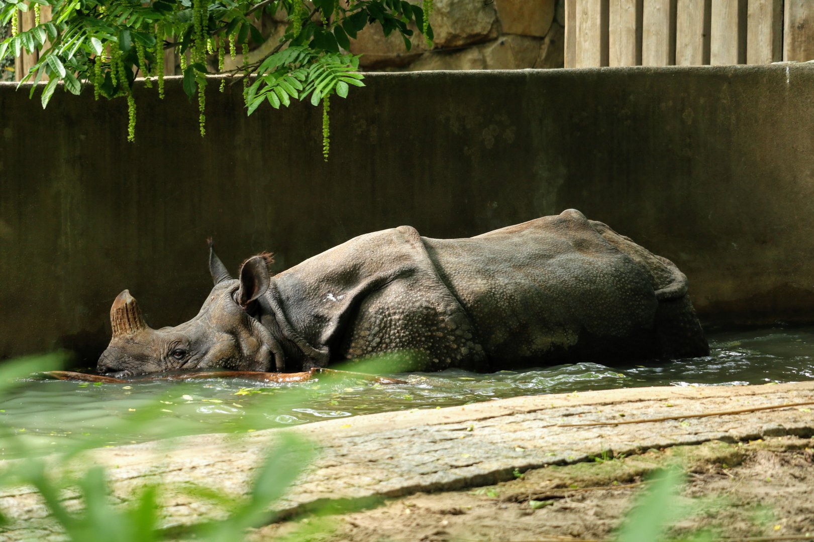 Greater One-horned Rhinoceros