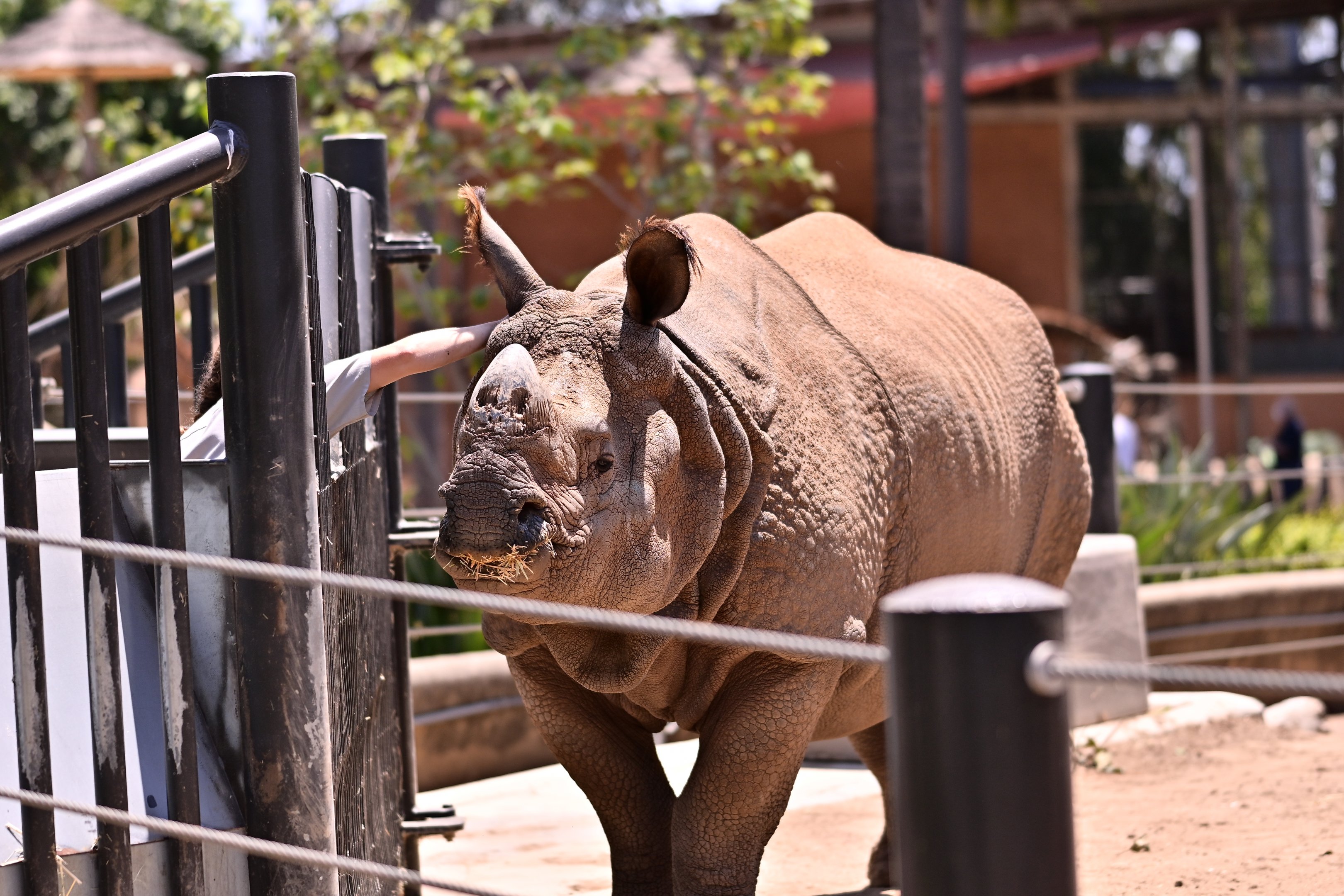 Greater One Horned Rhinoceros