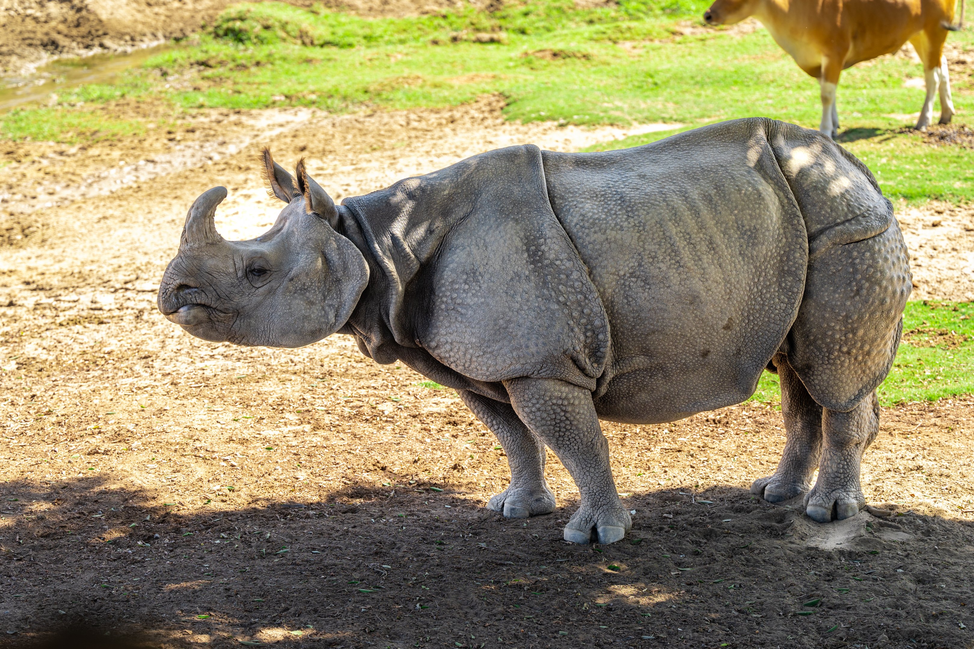 Greater One Horned Rhinoceros