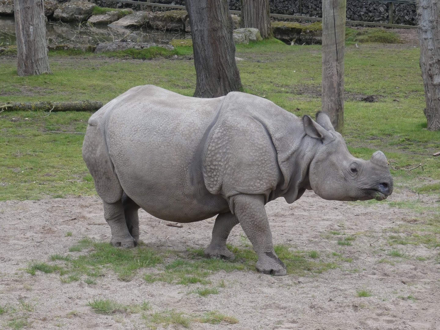 Greater one-horned rhinoceros