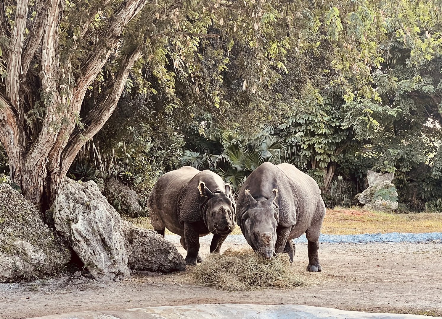 Greater One-horned Rhinoceros