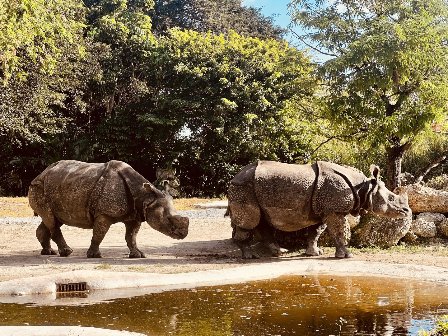 Greater One-horned Rhinoceros
