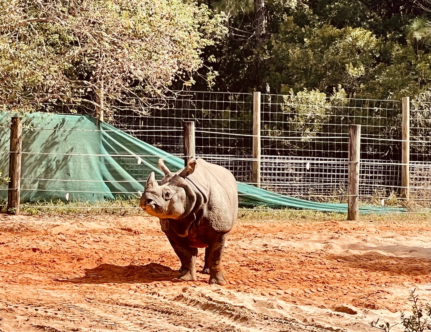 Greater One-horned Rhinoceros