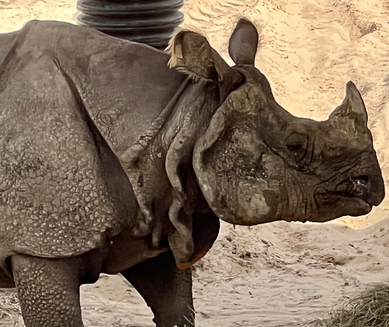 Greater-One Horned Rhinoceros