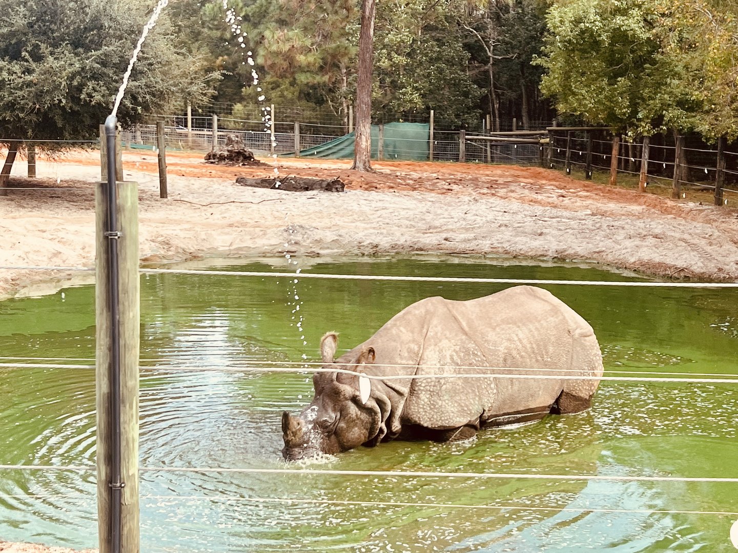 Greater One-horned Rhinoceros