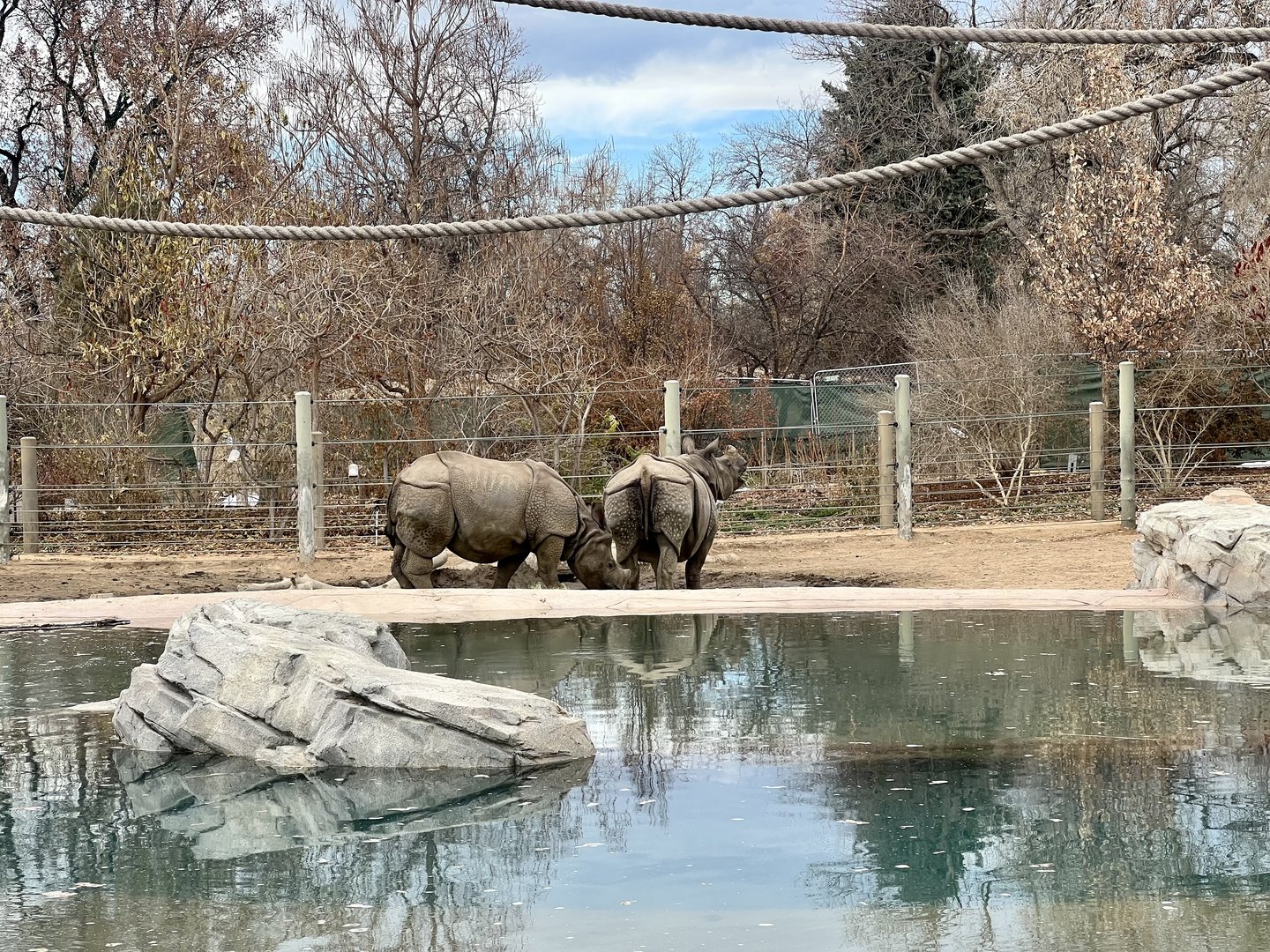Greater One-horned Rhinoceros