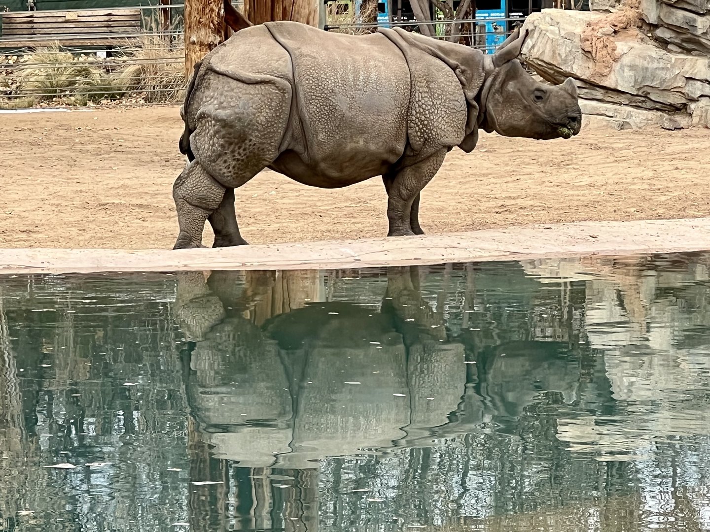 Greater One-horned Rhinoceros