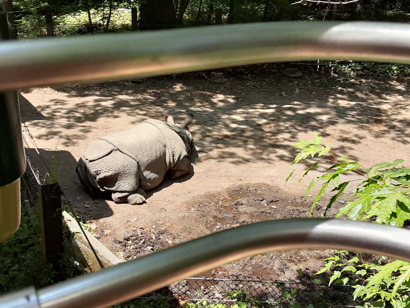 Greater One-horned Rhinoceros