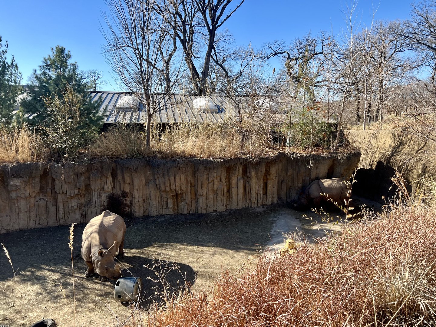 Greater One-Horned Rhinoceros