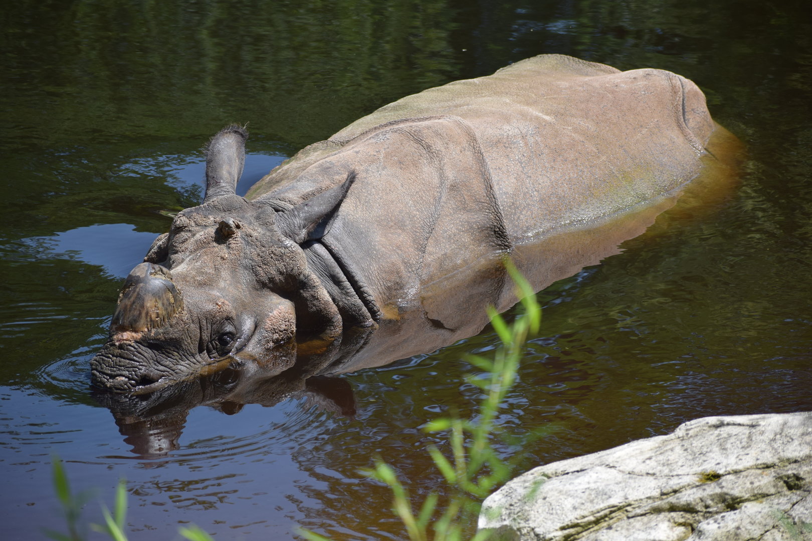 Greater one-horned rhinoceros