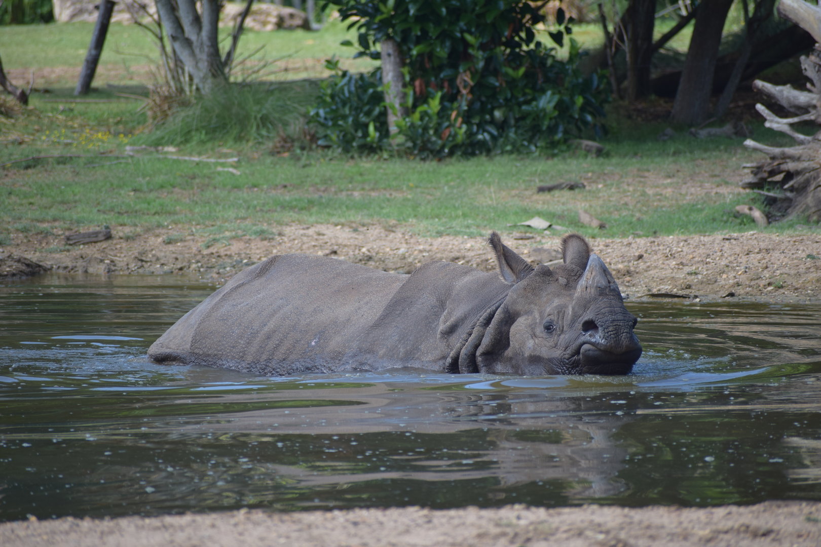 Greater one-horned rhinoceros