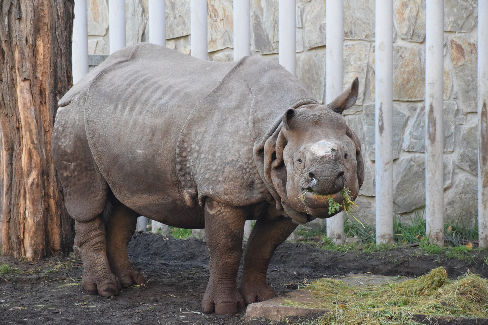 Greater one-horned rhinoceros