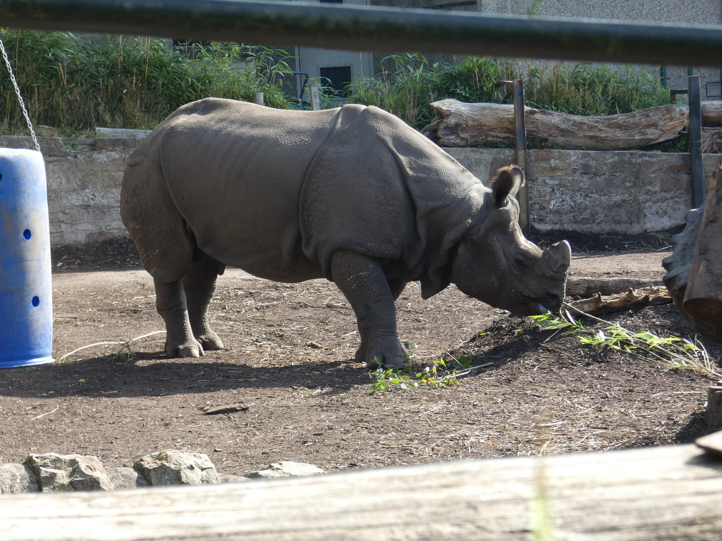 Greater one-horned rhinoceros