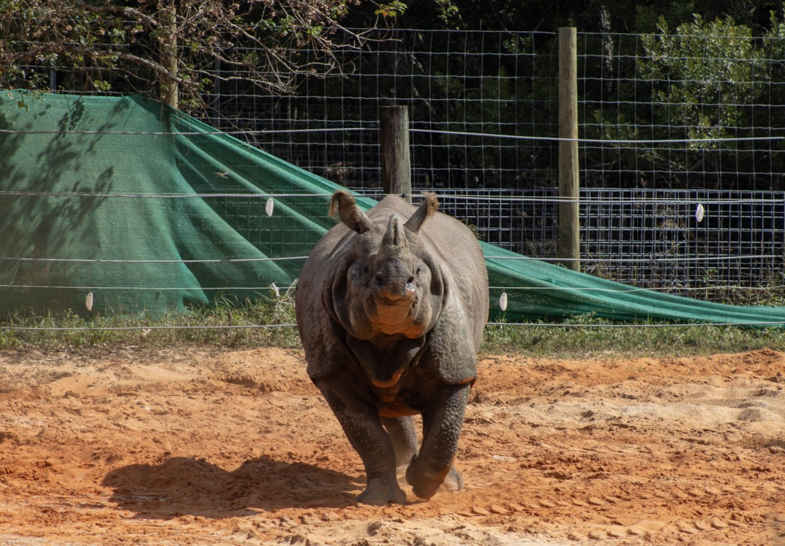 Greater One Horned Rhinoceros