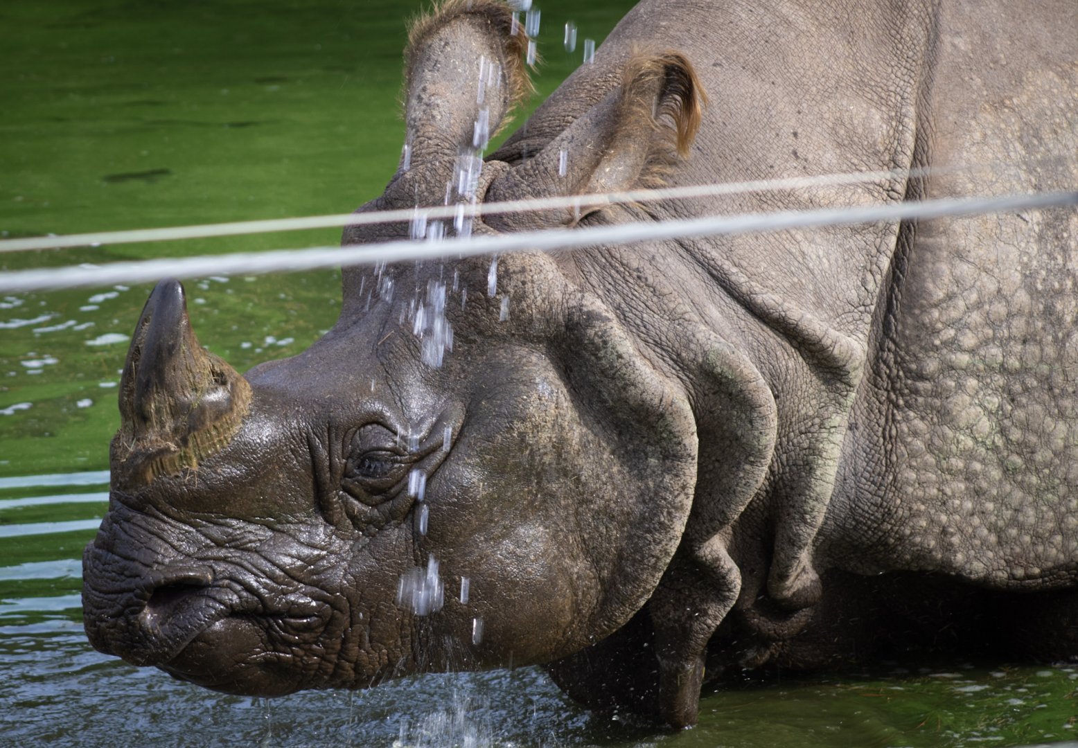 Greater One Horned Rhinoceros