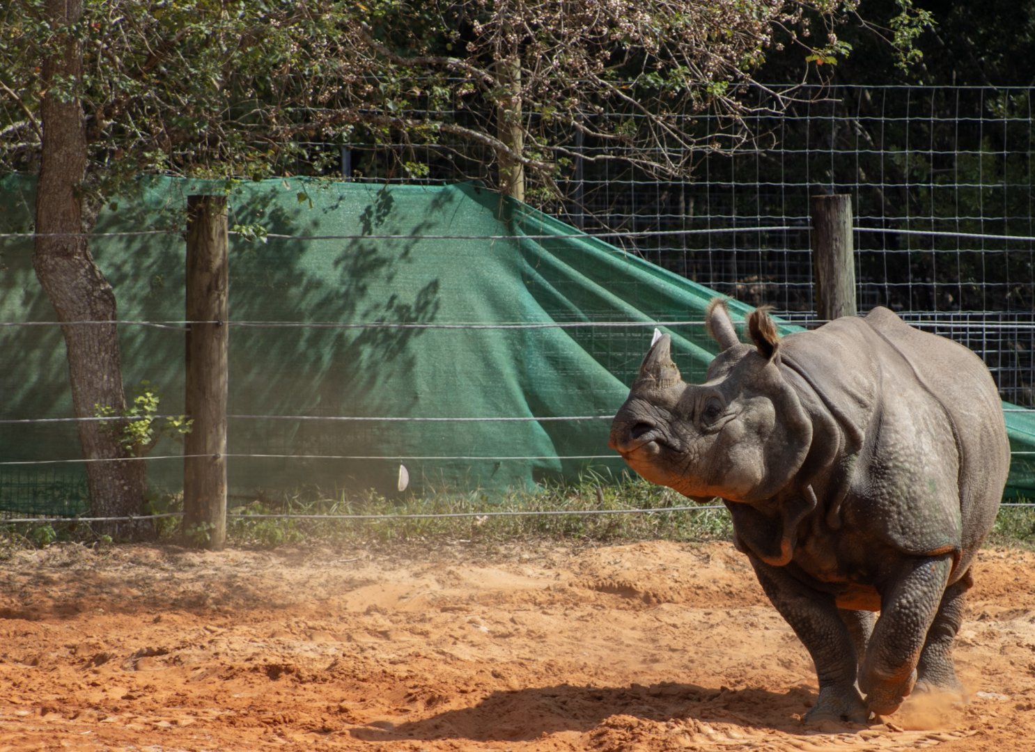 Greater One Horned Rhinoceros