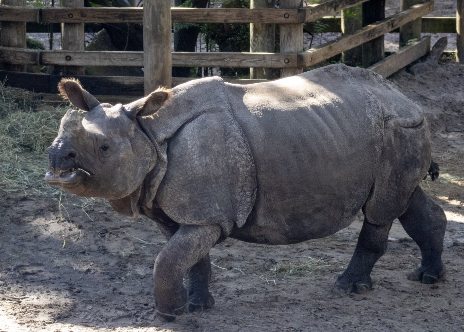 Greater One-horned Rhinoceros