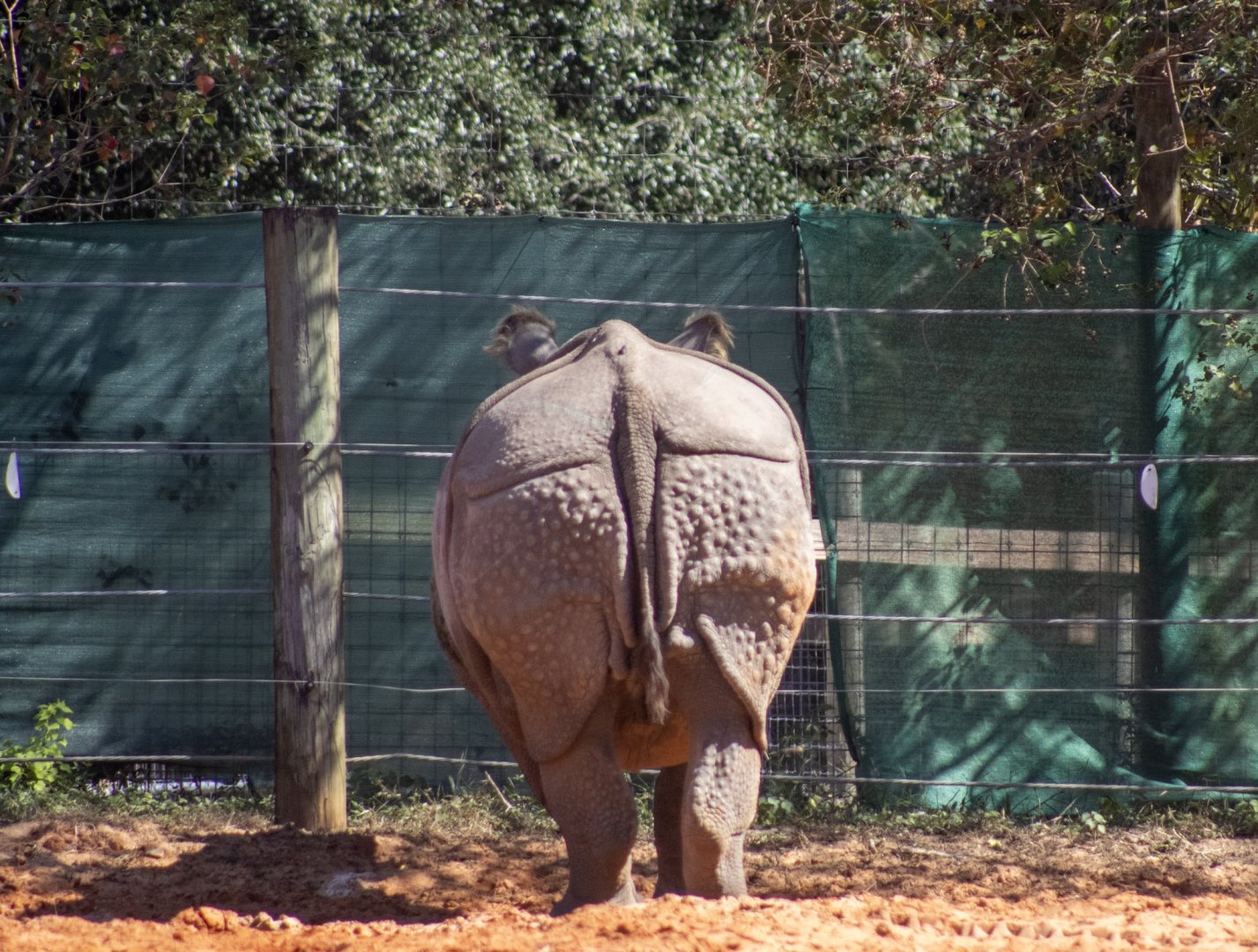 Greater One Horned Rhinoceros