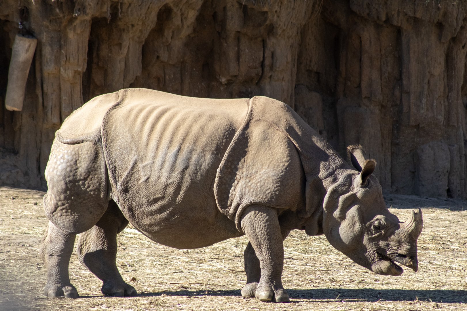 Greater One-horned Rhinoceros
