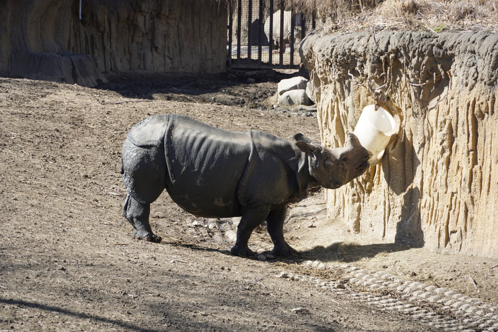 Greater One-Horned Rhinoceros