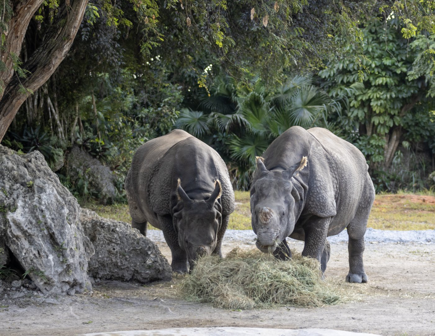 Greater One-horned Rhinoceros