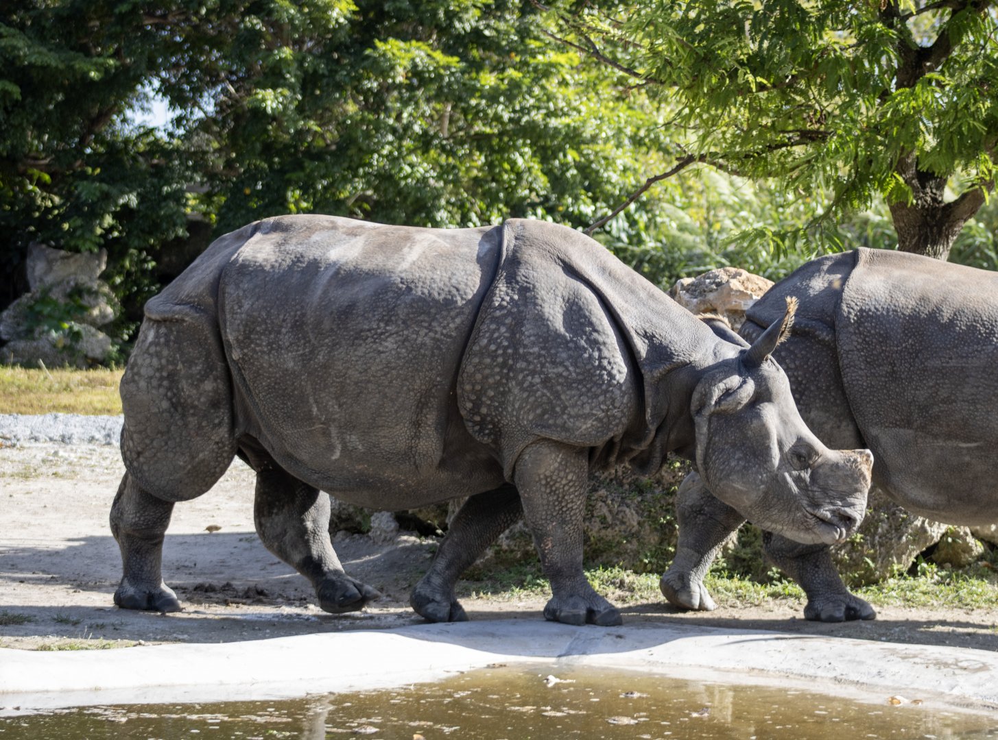 Greater One-horned Rhinoceros
