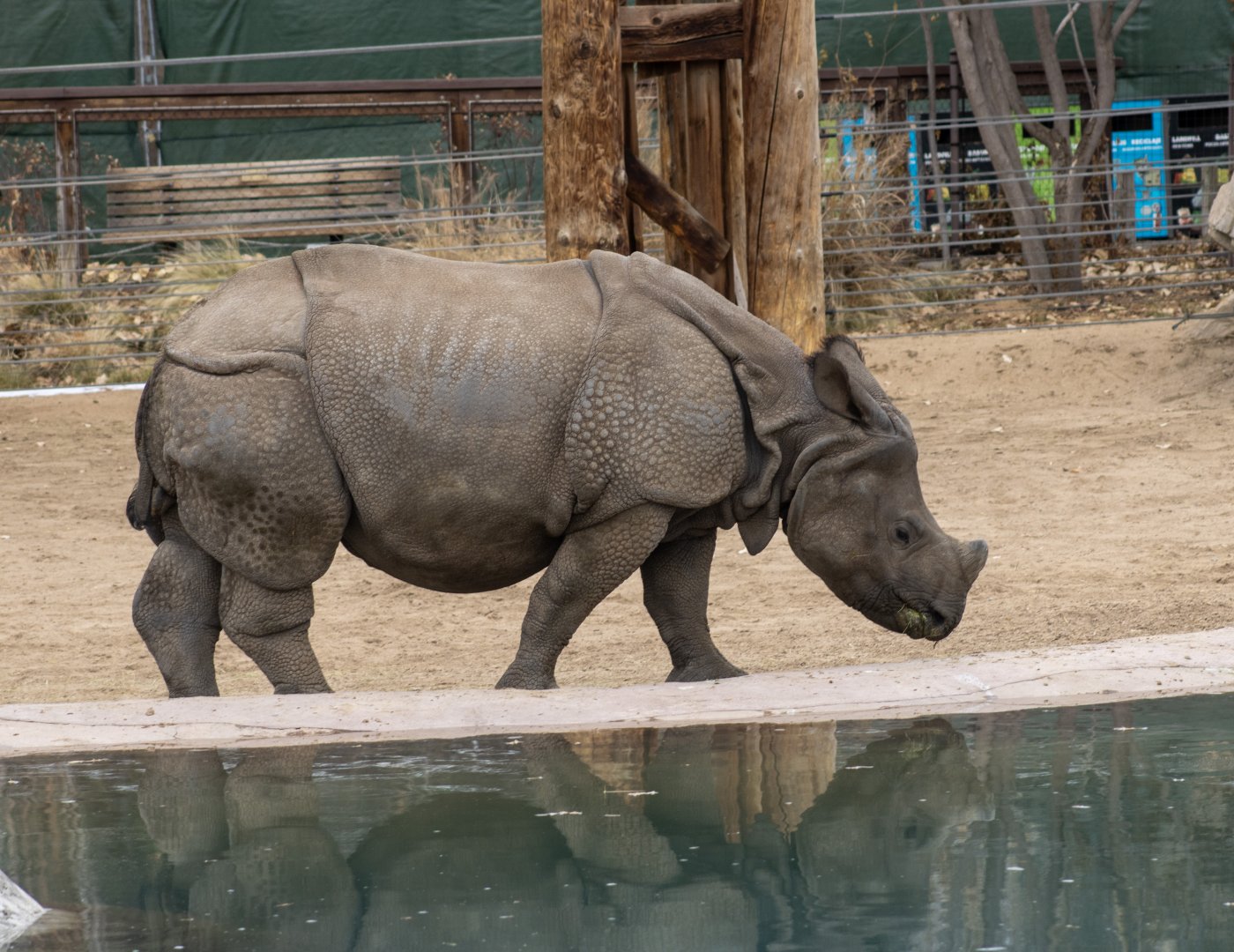 Greater One-horned Rhinoceros