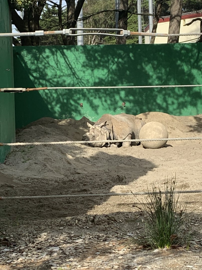 Greater One Horned Rhinoceros
