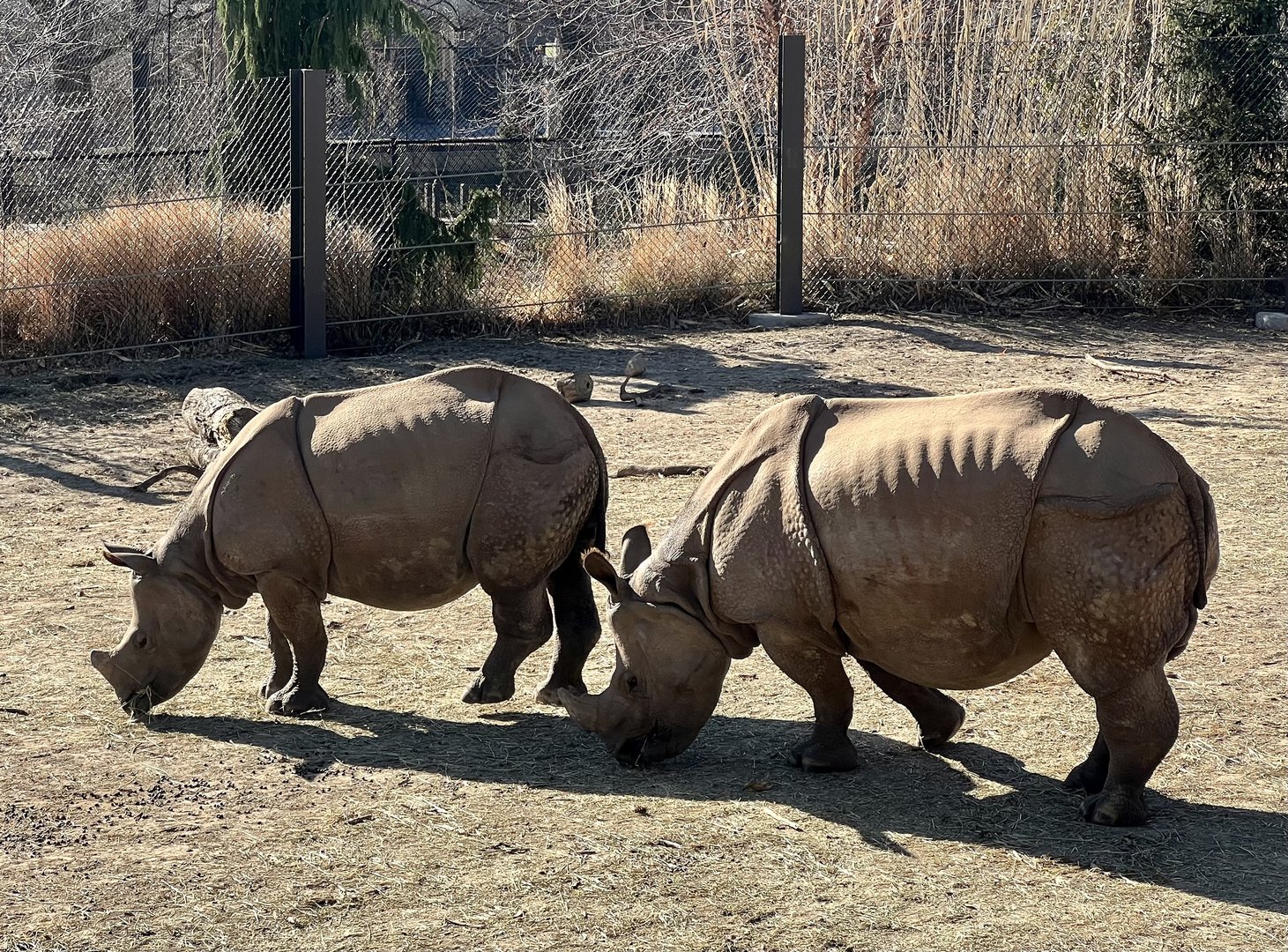 Greater One-horned Rhinoceroses