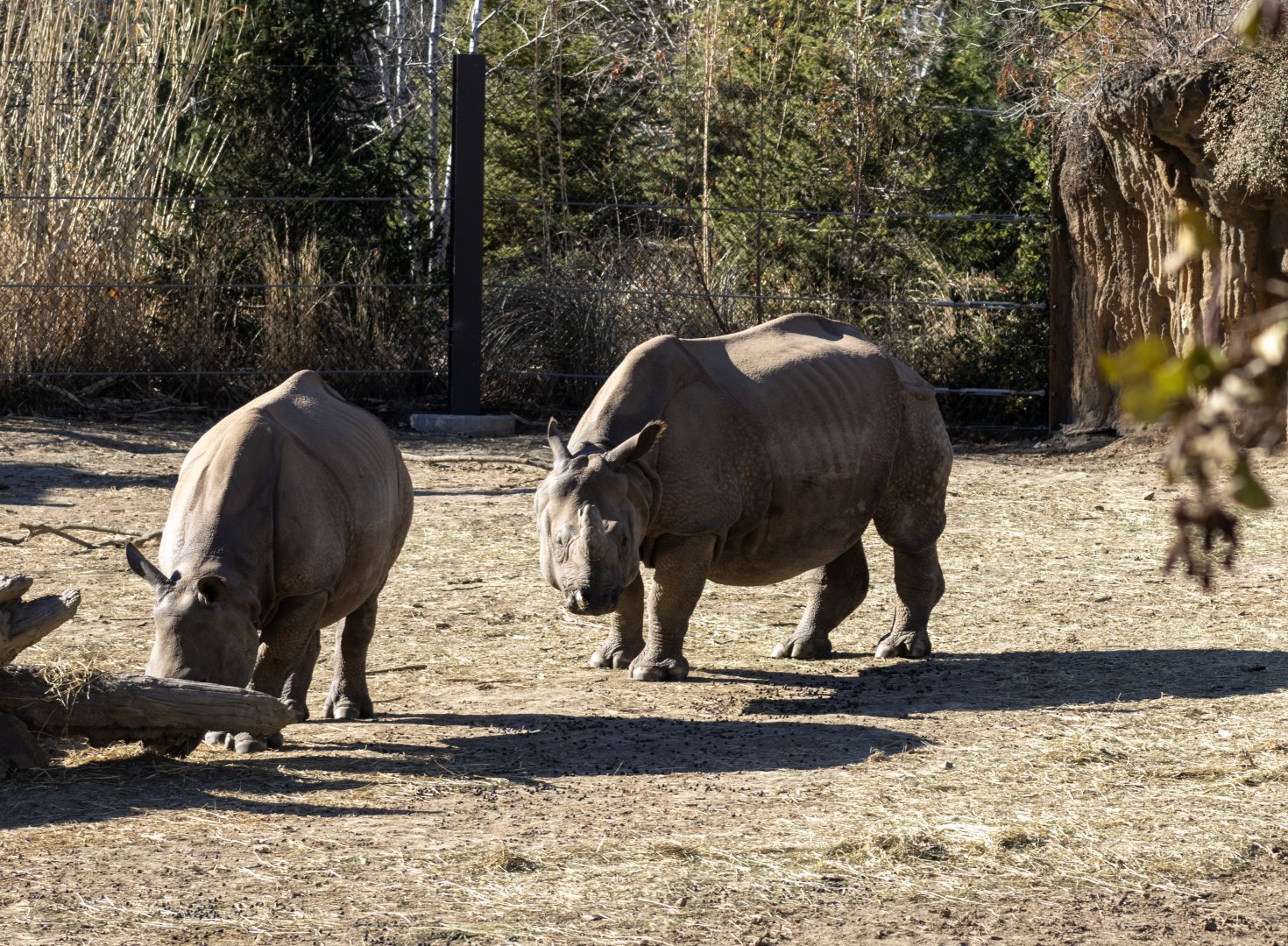 Greater One-horned Rhinoceroses
