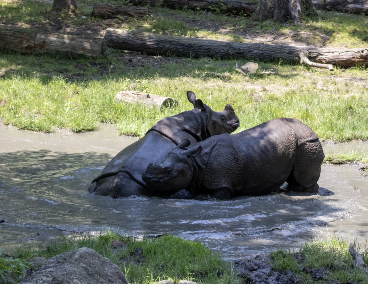 Greater One-horned Rhinoceroses