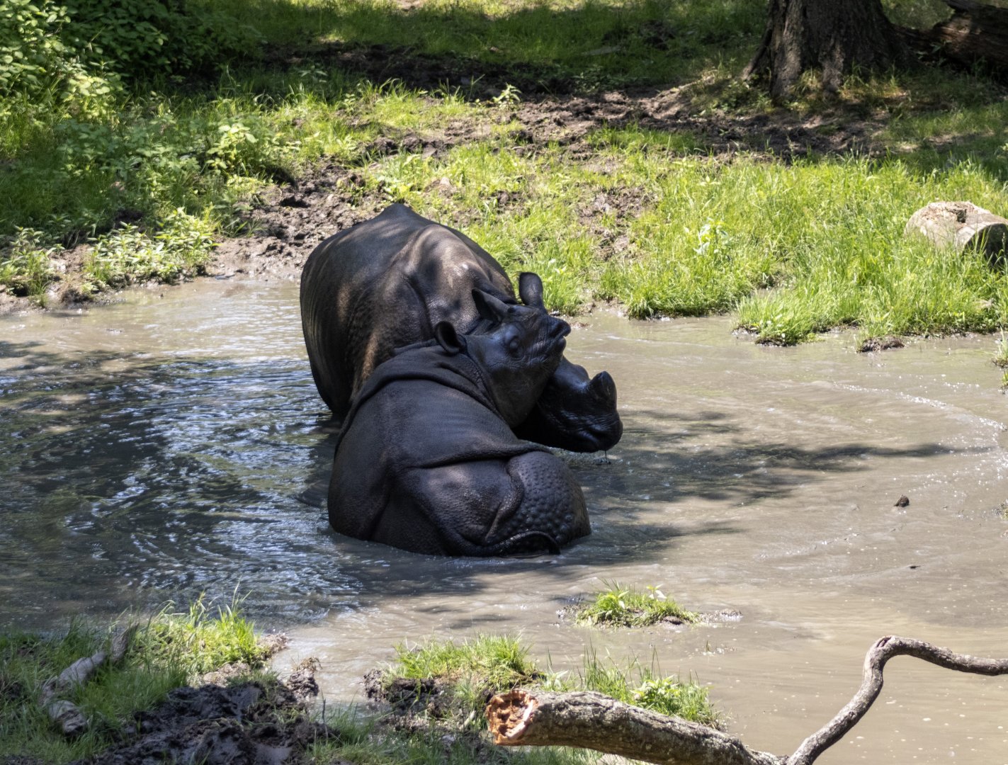 Greater One-horned Rhinoceroses