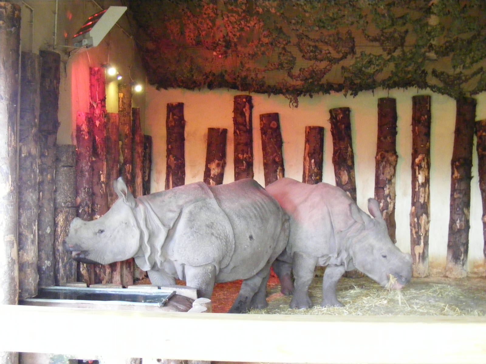 Greater one-horned rhinos at Edinburgh Zoo, 2 October 2010