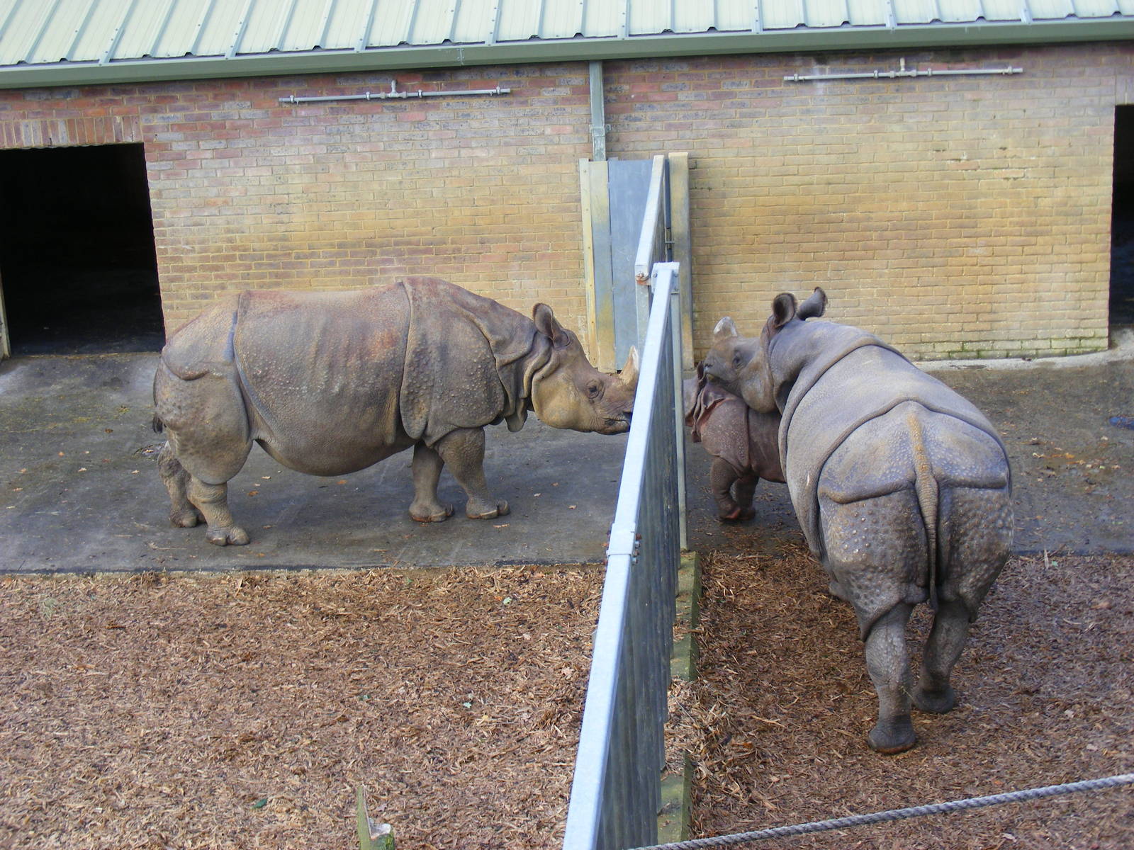 Greater one-horned rhinos at Whipsnade Zoo, 11 November 2010